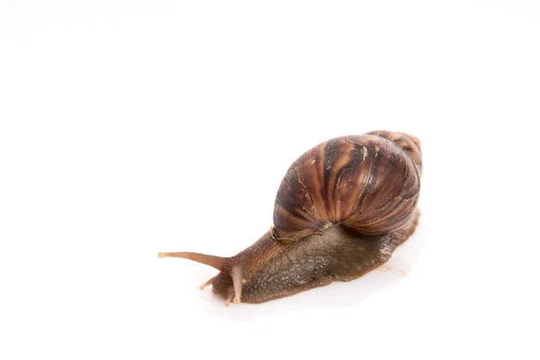 Snail on the white background — Stock Photo, Image