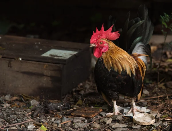 A bright color cock — Stock Photo, Image