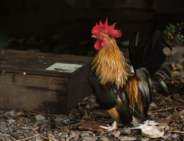 Um galo de cor brilhante — Fotografia de Stock