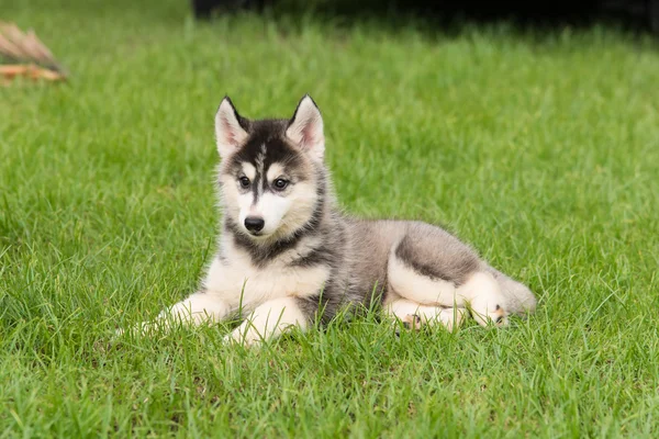 Siberian in green grass — Stock Photo, Image