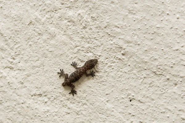 Noworodek jaszczurka ściana wspinaczkowa — Zdjęcie stockowe