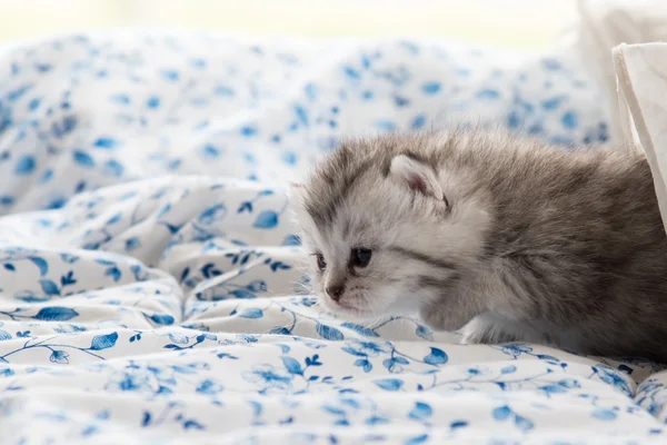 Chaton mignon sur le lit — Photo