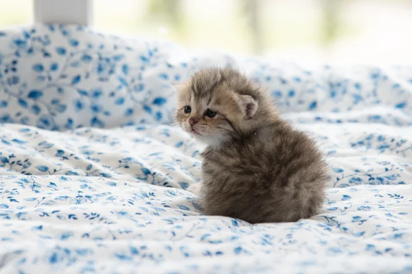 Cute kitten on bed — Stock Photo, Image