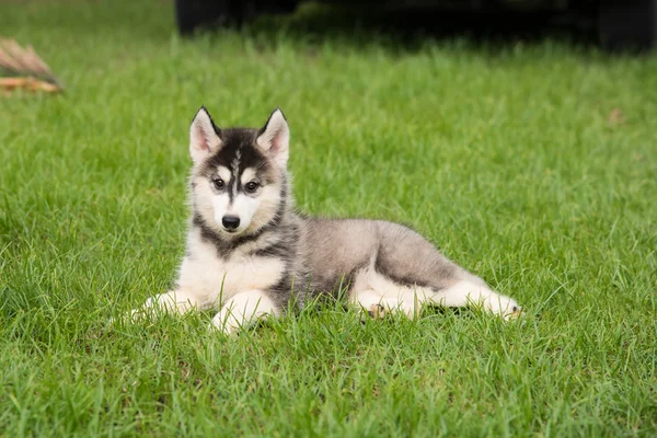 Siberian in green grass — Stock Photo, Image