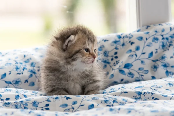 Lindo gatito en la cama — Foto de Stock