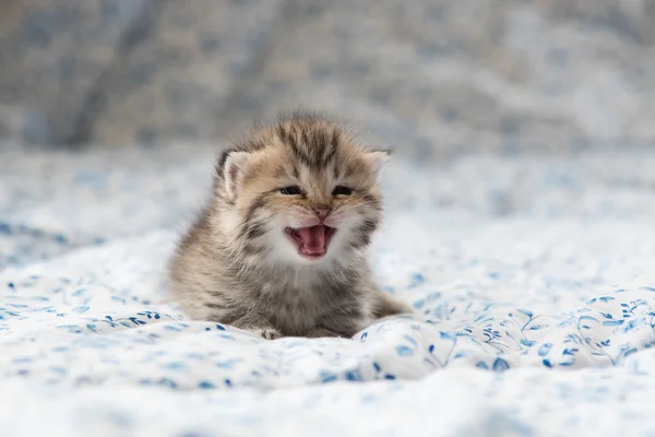 Cute kitten on bed — Stock Photo, Image