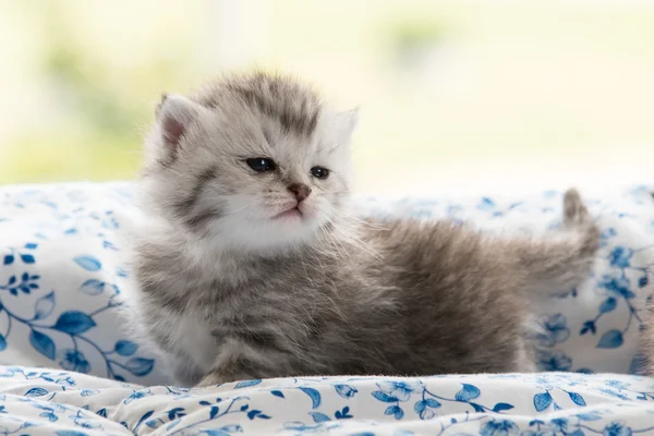 Söt kattunge på sängen — Stockfoto