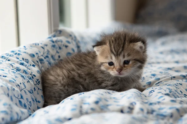 在床上的可爱小猫 — 图库照片
