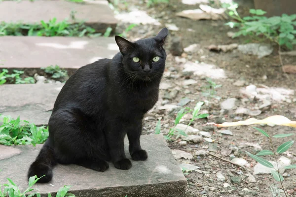 뒷마당에서 검은 고양이 — 스톡 사진