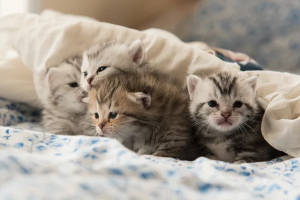 Cute kitten on the bed — Stock Photo, Image
