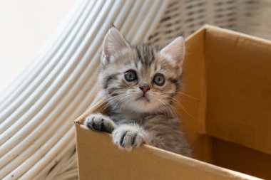 Sevimli tekir İran yavru kedi