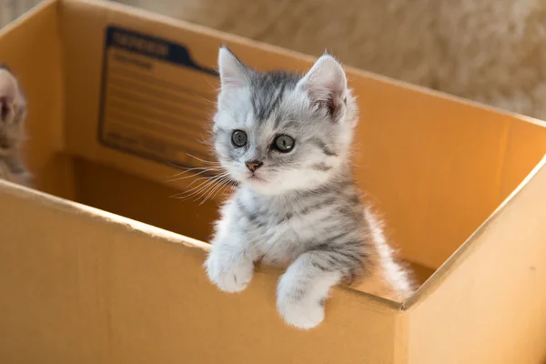 Lindo gatito persa tabby — Foto de Stock