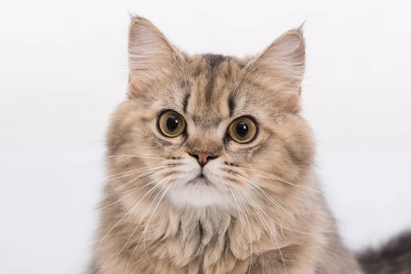 Милый персидский кот — стоковое фото
