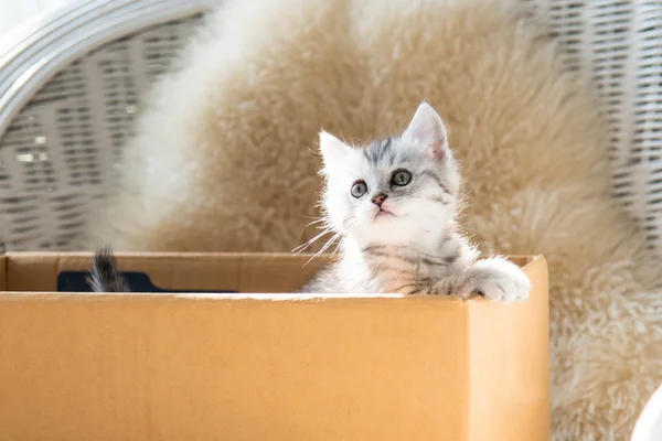 Lindo gatito persa tabby — Foto de Stock