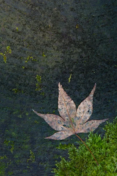 Dry maple leaf — Stock Photo, Image