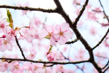 Japonya'daki Sakura closeup çiçeği çiçek