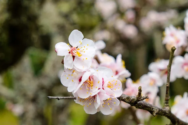Japonya'daki Sakura closeup çiçeği çiçek