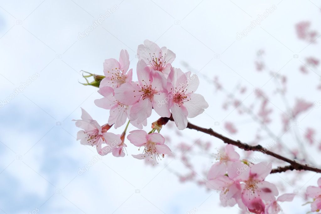 Closeup of Sakura Blossom flower in Japan