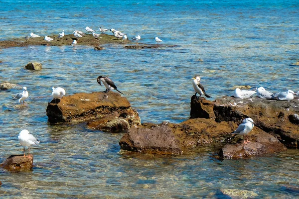 Flock a seagull sziklás partján — Stock Fotó
