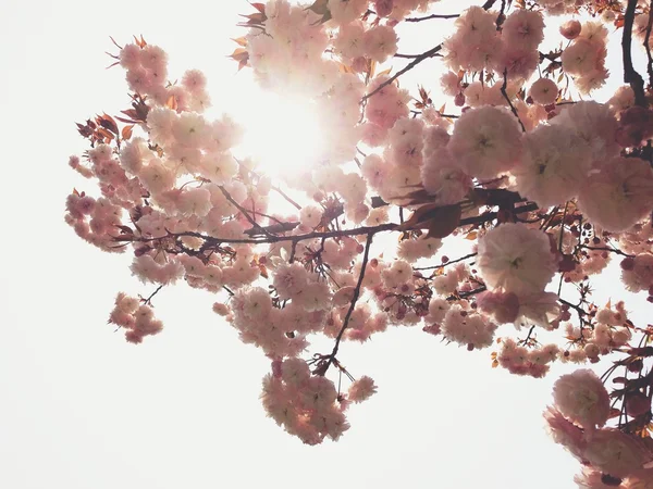 Japonya 'da Sakura çiçeği