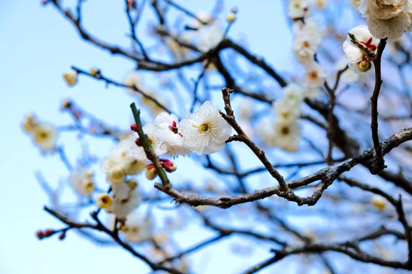 Naritasan Shinshoji Park
