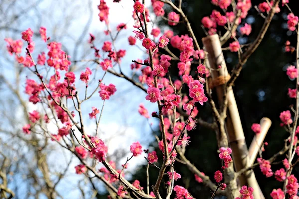 Plum Blossom träd i Japan — Stockfoto