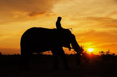 Fil ile pirinç alan fil ayakta