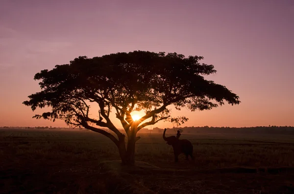 Beautiful nature : Silhouette big tree  in an early morning