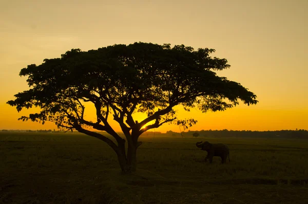 Bela natureza: Silhueta árvore grande em uma manhã cedo — Fotografia de Stock