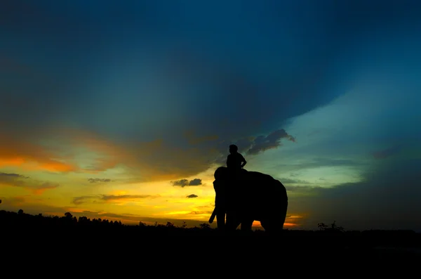 Mahout 및 코끼리. — 스톡 사진