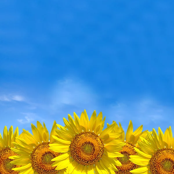 Summer background, bright yellow sunflower over blue sky — Stock Photo, Image