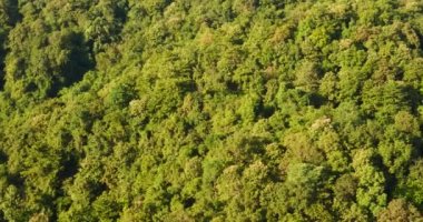 Gökyüzü manzaralı yeşil ağaç manzaralı arka plan manzaralı vahşi yeşillik fotokopi alanı. Tropikal yağmur ormanı ekoloji ortamı. Doğa yağmur ormanları tropikal yeşil orman