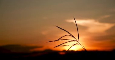 Çimen tarlası gün batımı. Güneşin altında çimlerle kaplı güzel bir manzara. Kırsal alan cenneti. Güneş ışığı doğarken çimen çayırı. Gün batımı şafak manzarası canlı yatay manzara