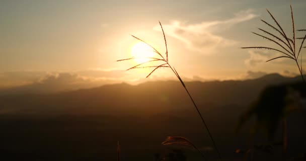 Grass Field Sunset Beautiful Landscape Grasses Meadow Sunlight Countryside Heaven — Stock Video