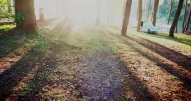 Güneş ışığı, ağaçların arasından parlıyor. Güneşli mercek, güneş ışığını parlatıyor. Doğada sabah sükunetinde muhteşem manzara güzelliği. Aydınlatılmış ışık hüzmesi çam ağacı ormanlık gündoğumu doğal fenomen