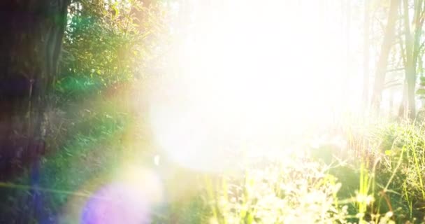 Сонячний Промінь Освітлює Сонячні Променеві Лінзи Освітлює Прекрасну Красу Ландшафту — стокове відео