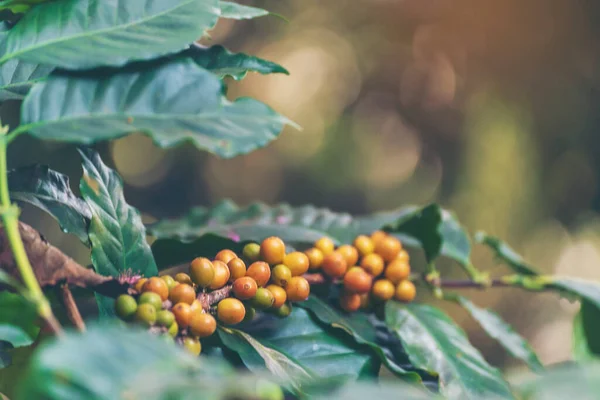 Żółta Kawa Fasola Jagoda Roślina Świeże Nasiona Drzewa Kawowego Wzrostu — Zdjęcie stockowe