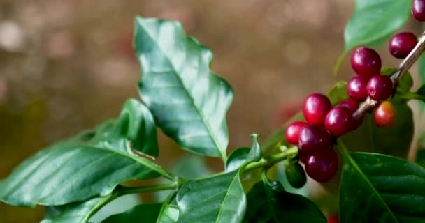Maduro Grão de café vermelho planta de baga semente fresca crescimento da árvore de café na fazenda ecológica verde. Close up vermelho semente madura robusta arábica bagas colheita para jardim de café. Feijão de café fresco arbusto folha verde — Vídeo de Stock