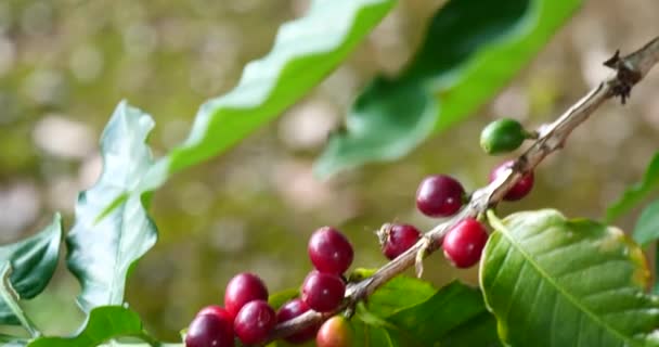 成熟的红咖啡豆浆果植物新鲜种子咖啡树生长在绿色生态有机农场。关闭红熟种子robusta arabica浆果收获咖啡花园。新鲜咖啡豆绿叶灌木 — 图库视频影像