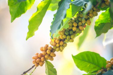 Sarı kahve çekirdekli böğürtlen tohumu, yeşil burbon eko organik çiftliğinde taze kahve ağacı yetişiyor. Sarı olgun tohumlu böğürtlen hasadı Arabika kahve bahçesini kapatın. Taze kahve yeşil yaprak çalısı.