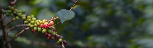 横幅全景成熟红咖啡豆浆果植物新鲜种子咖啡树生长绿色生态有机农场 横幅红熟种子罗布斯塔阿拉伯浆果收获咖啡花园 咖啡豆树复制空间 — 图库照片