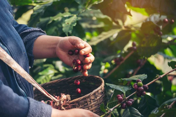 Man Hands harvest coffee bean ripe Red berries plant fresh seed coffee tree growth in green eco organic farm. Close up hands harvest red ripe coffee seed robusta arabica berry harvesting coffee farm