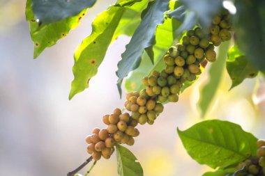 Sarı kahve çekirdekli böğürtlen tohumu, yeşil burbon eko organik çiftliğinde taze kahve ağacı yetişiyor. Sarı olgun tohumlu böğürtlen hasadı Arabika kahve bahçesini kapatın. Taze kahve yeşil yaprak çalısı.