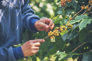 Man Hands kahve tohumu olgunlaşmış kırmızı böğürtlen yeşil eko organik çiftlikte taze tohum ağacı yetiştirir. Kapatın elleri, kırmızı kahve tohumu, robusta arabica üzümü, kahve çiftliği hasadı.