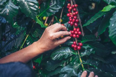 Man Hands kahve tohumu olgunlaşmış kırmızı böğürtlen yeşil eko organik çiftlikte taze tohum ağacı yetiştirir. Kapatın elleri, kırmızı kahve tohumu, robusta arabica üzümü, kahve çiftliği hasadı.