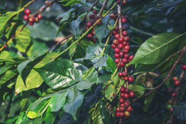 Olgun kırmızı kahve çekirdeği tohumu tohumu tohumu yeşil eko organik çiftlikte yetişen kahve ağacı. Kahve bahçesi için kırmızı, olgun, robusta arabica üzümlerini toplayın. Taze kahve yeşil yaprak çalısı.