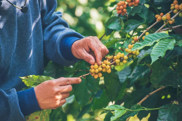 Man Hands harvest coffee bean ripe Red berries plant fresh seed coffee tree growth in green eco organic farm. Close up hands harvest red ripe coffee seed robusta arabica berry harvesting coffee farm