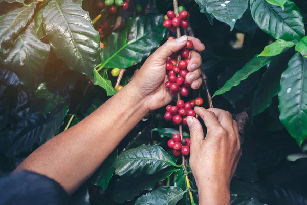 男の手収穫コーヒー豆熟した赤い果実は緑のエコ有機農場で新鮮な種子コーヒーの木の成長を植えます 手を閉じて収穫赤熟したコーヒー種子ロバストなアラビカベリー収穫コーヒー農場 — ストック写真
