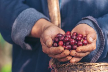Man Hands kahve tohumu olgunlaşmış kırmızı böğürtlen yeşil eko organik çiftlikte taze tohum ağacı yetiştirir. Kapatın elleri, kırmızı kahve tohumu, robusta arabica üzümü, kahve çiftliği hasadı.
