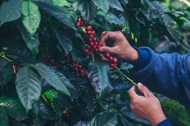 Man Hands kahve tohumu olgunlaşmış kırmızı böğürtlen yeşil eko organik çiftlikte taze tohum ağacı yetiştirir. Kapatın elleri, kırmızı kahve tohumu, robusta arabica üzümü, kahve çiftliği hasadı.